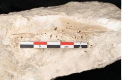 Foto (Detailansicht) von Fraxinus frangula L. (NHMW-GEO-2024-0188-11315)
